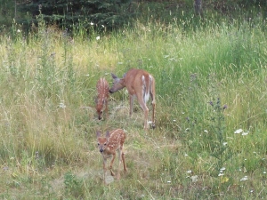 Twin fawns and their mama we saw around the house Monday evening. 