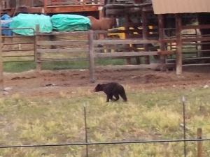 FIRST BEAR SIGHTING! A little black bear. 