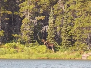 Gorgeous Bull Moose! 