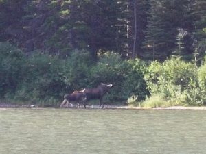 Cow and calf moose! 
